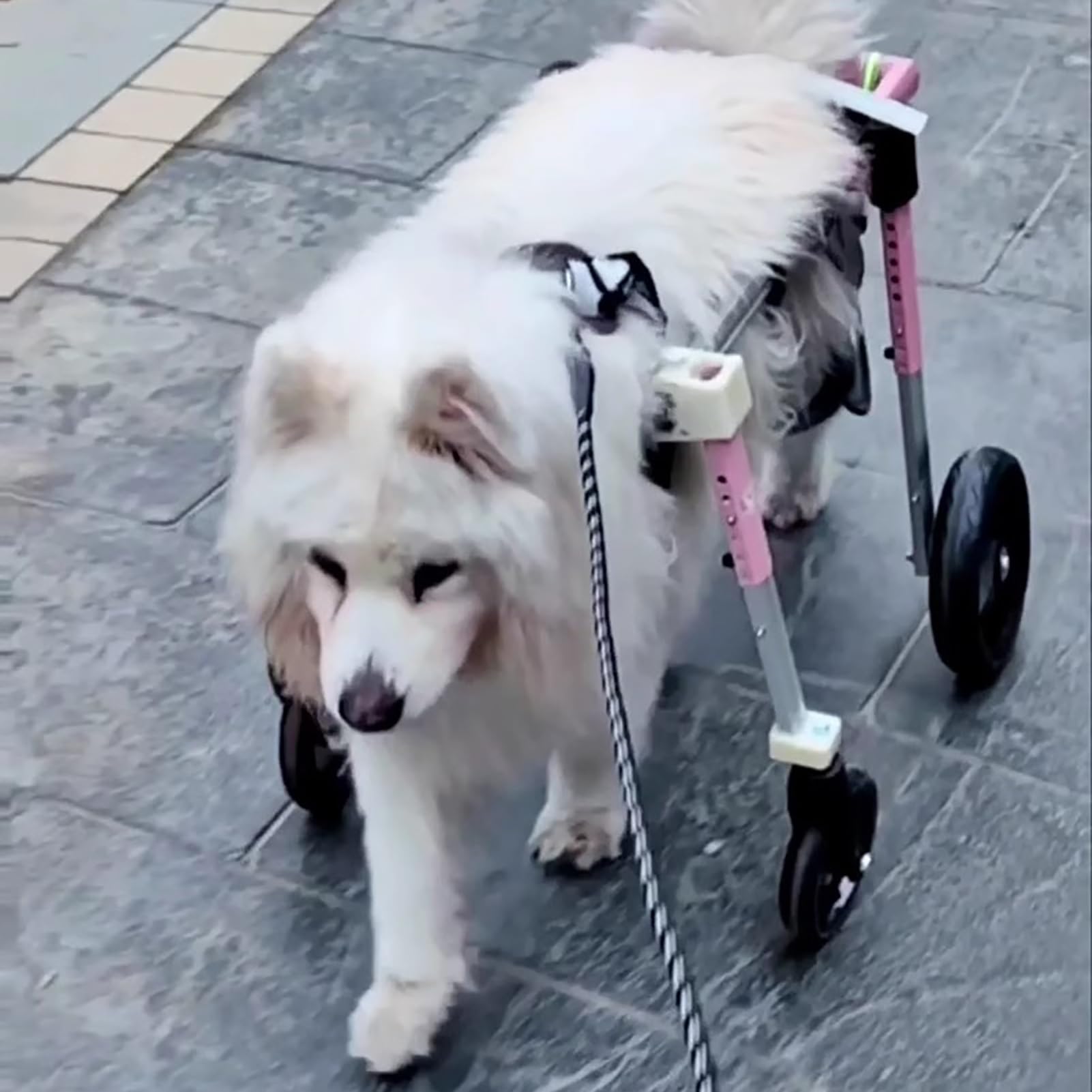 Silla de ruedas para perros de 4 ruedas, silla de ruedas ajustable de apoyo completo para perros discapacitados, se puede convertir en 2 ruedas, rodillera para patas traseras, adecuada para
