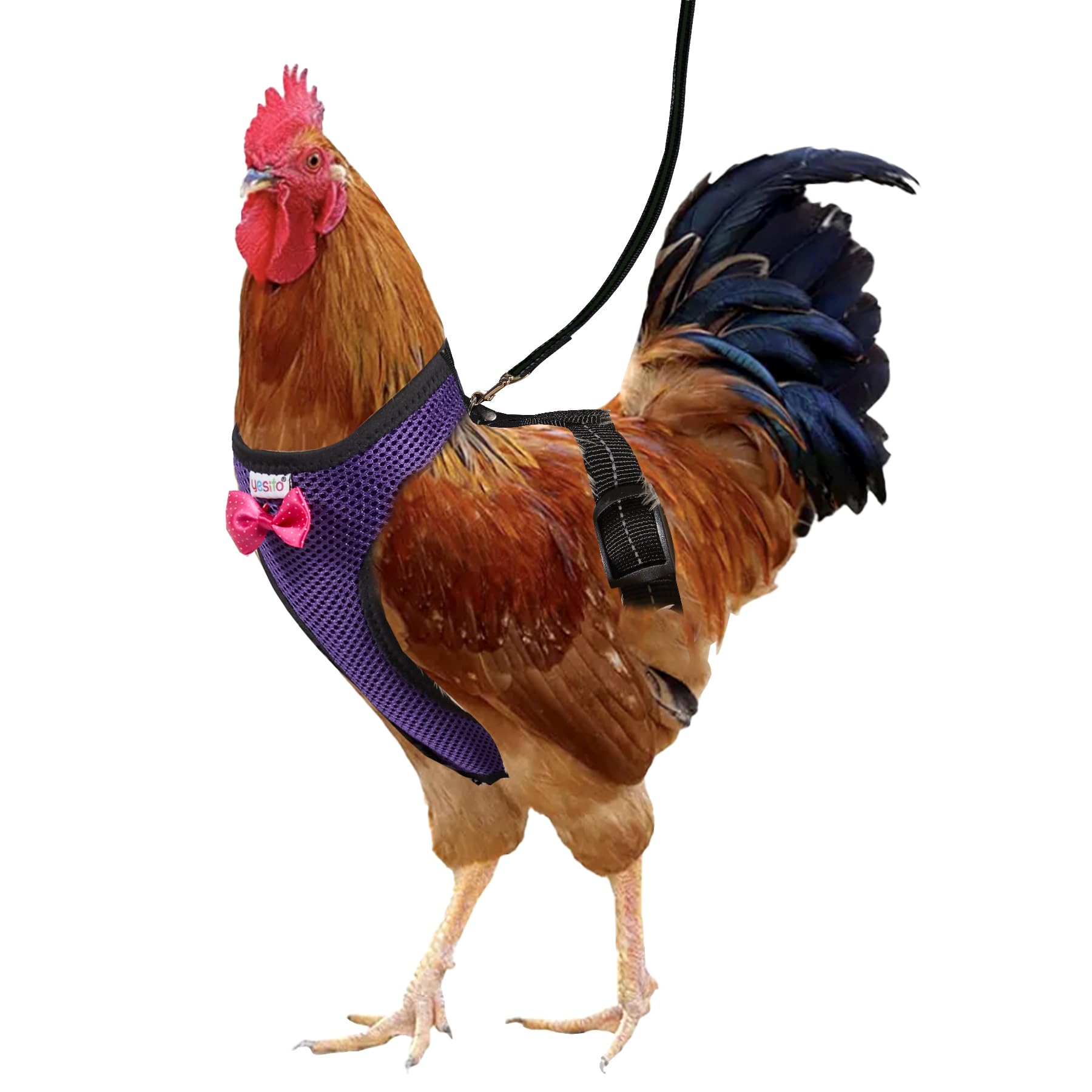 Chicken Harness Hen Size with 5.5-Foot Matching Belt，Comfortable Breathable Medium Size Suitable for Chicken Duck or Goose Suitable for Weight About 3.8-4.8Pounds Dark Purple