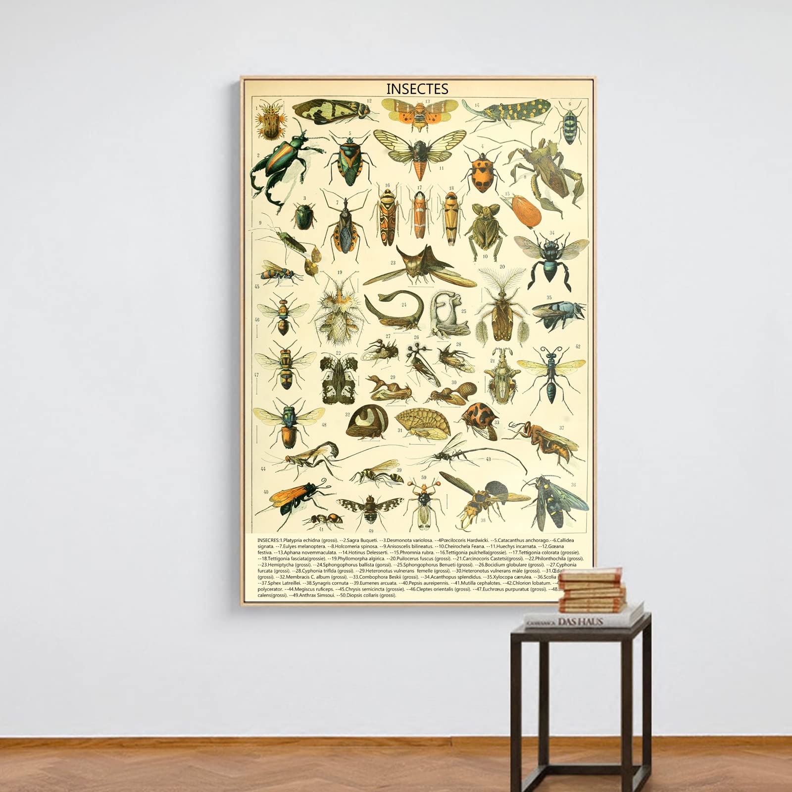 Amazon.com: Vintage Insect Wall Art Print - Entomology Poster