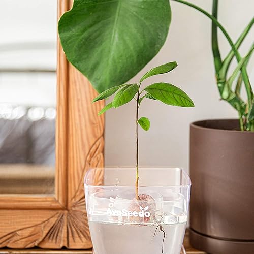 Miniatura 5 de Bol de plástico Avoseedo, color verde, Transparente