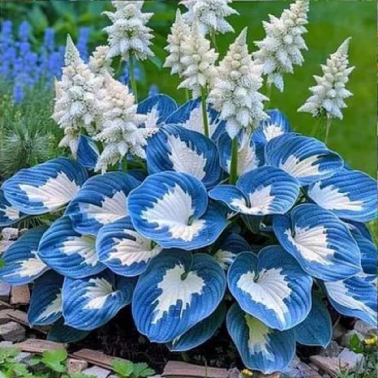 Hosta/Resistente/Decorativa/Jardín/En Maceta/Fácil de Cuidar.-Decoración de balcones.-15Rizomas-G