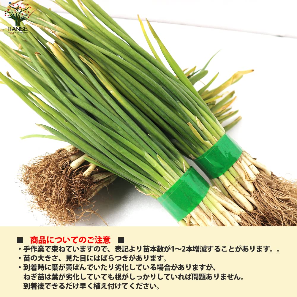 Amazon.co.jp: ねぎ抜き苗 品種：石倉一本太ねぎ 約500本(50本