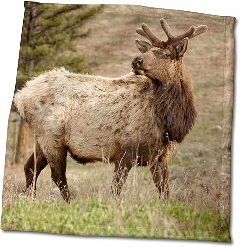 3dRose Yellowstone NP, WY, USA. Male American elk in a Meadow. - Towels (twl-333301-3)
