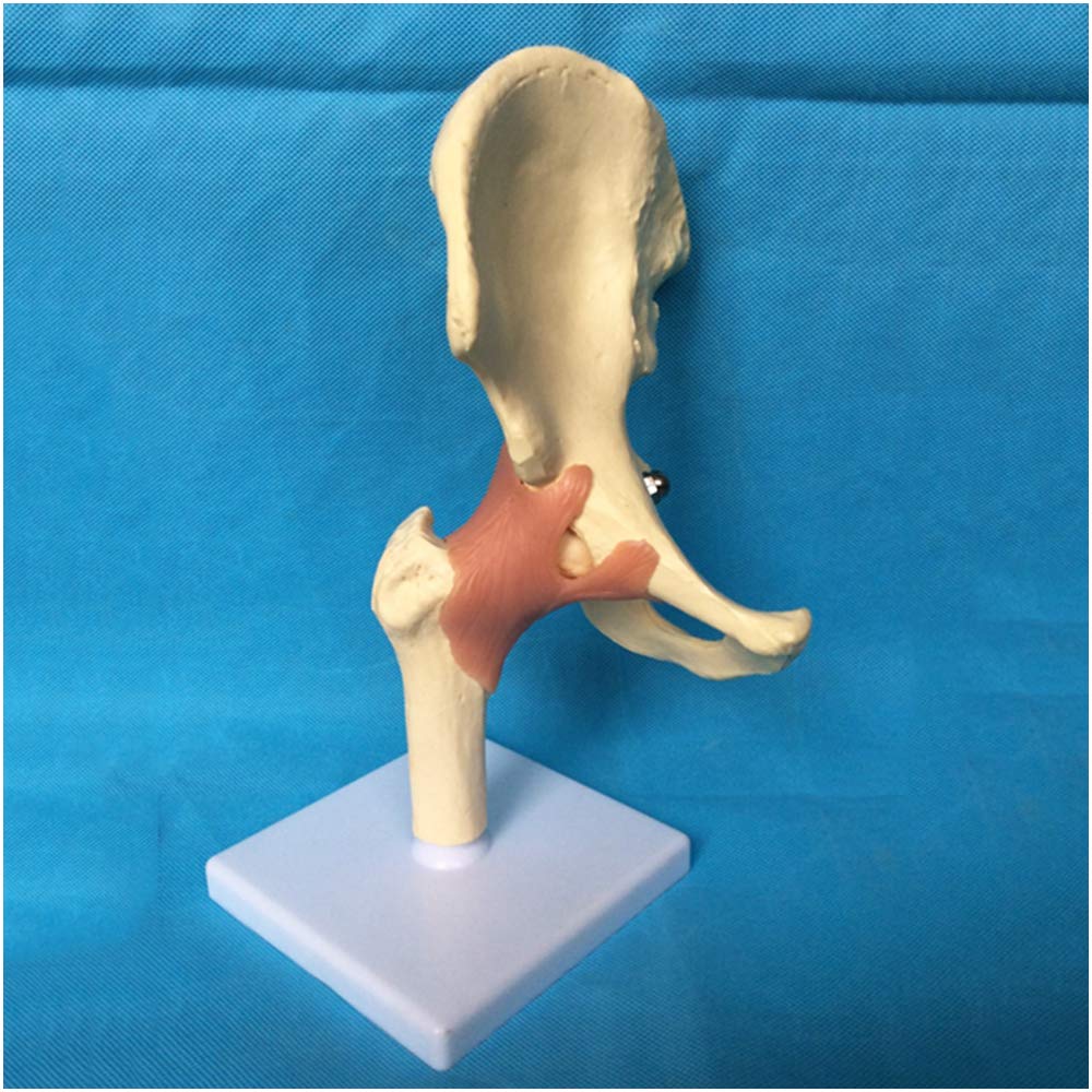 Sjdopulse A Hip Joint Function Model - Natomy Human Hip Skeleton Model With Ligament - Pvc Material Hip Joint Bone Model - For Study Teaching (A)