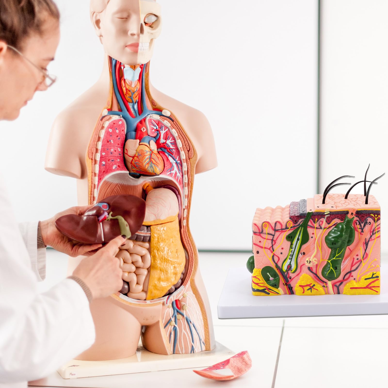 Modello 35/50/70/85X della pelle umana ha ingrandito la struttura della pelle anatomica insegnamento medici per lo studio scientifico