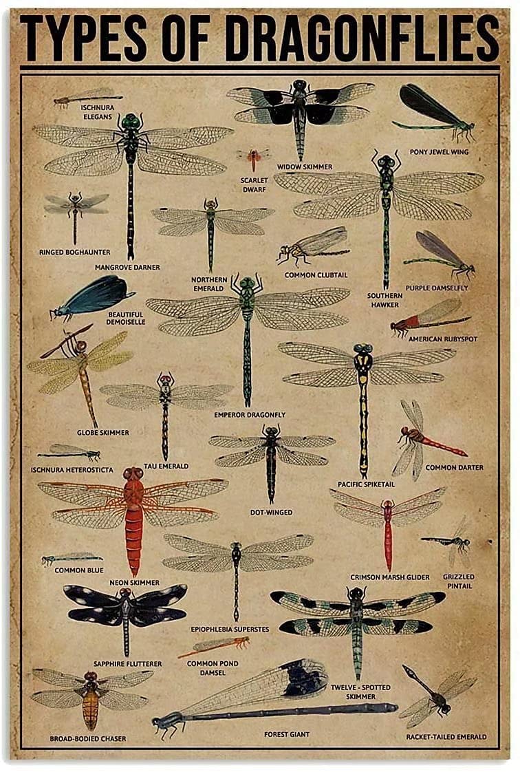 Types Of Dragonflies Metal Signs, Fun Poster For Bar Kitchen Cafe Farmhouse Wall Decor 12x16 inch