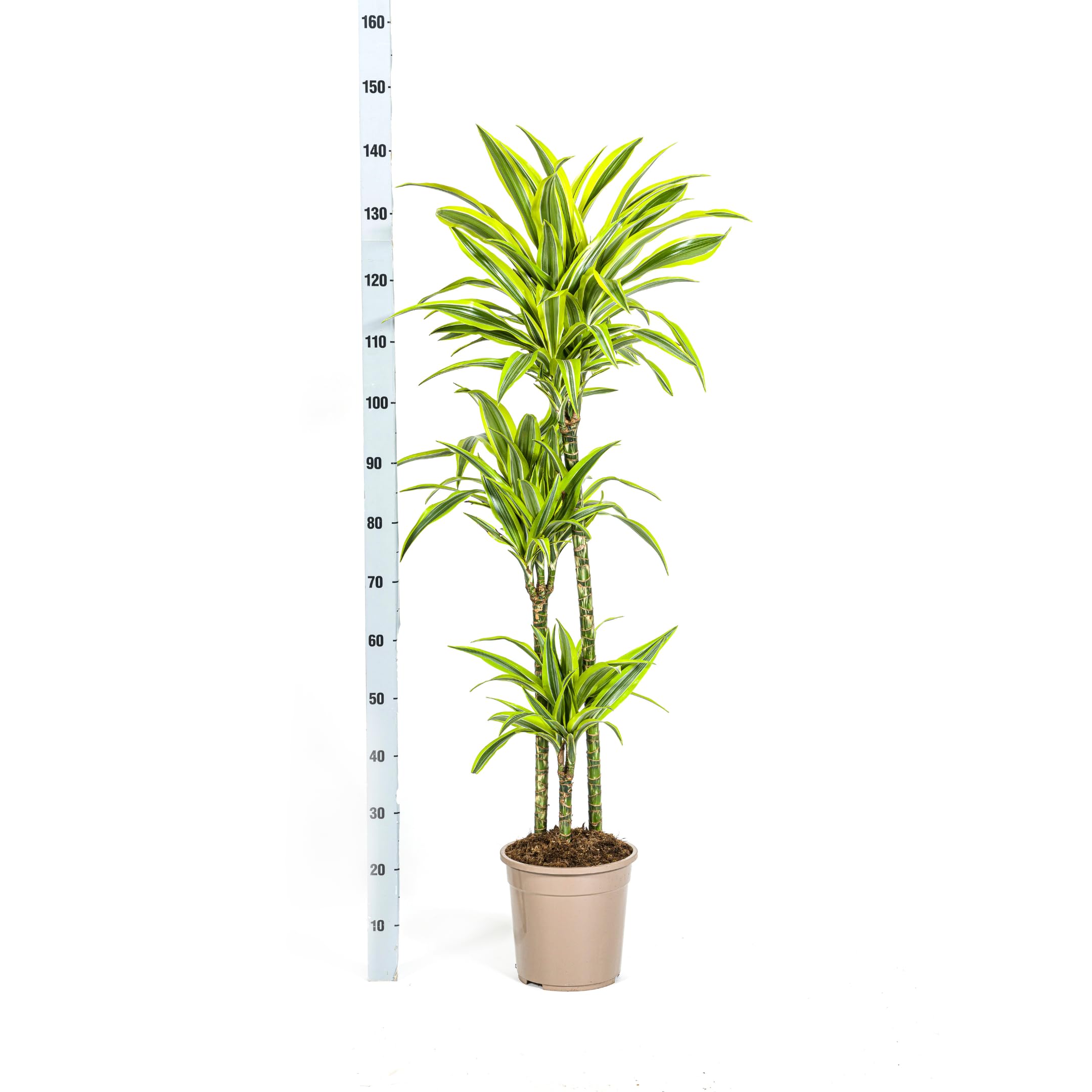 Dracaena deremensis "Lemon Lime" - Planta verde (24 cm)
