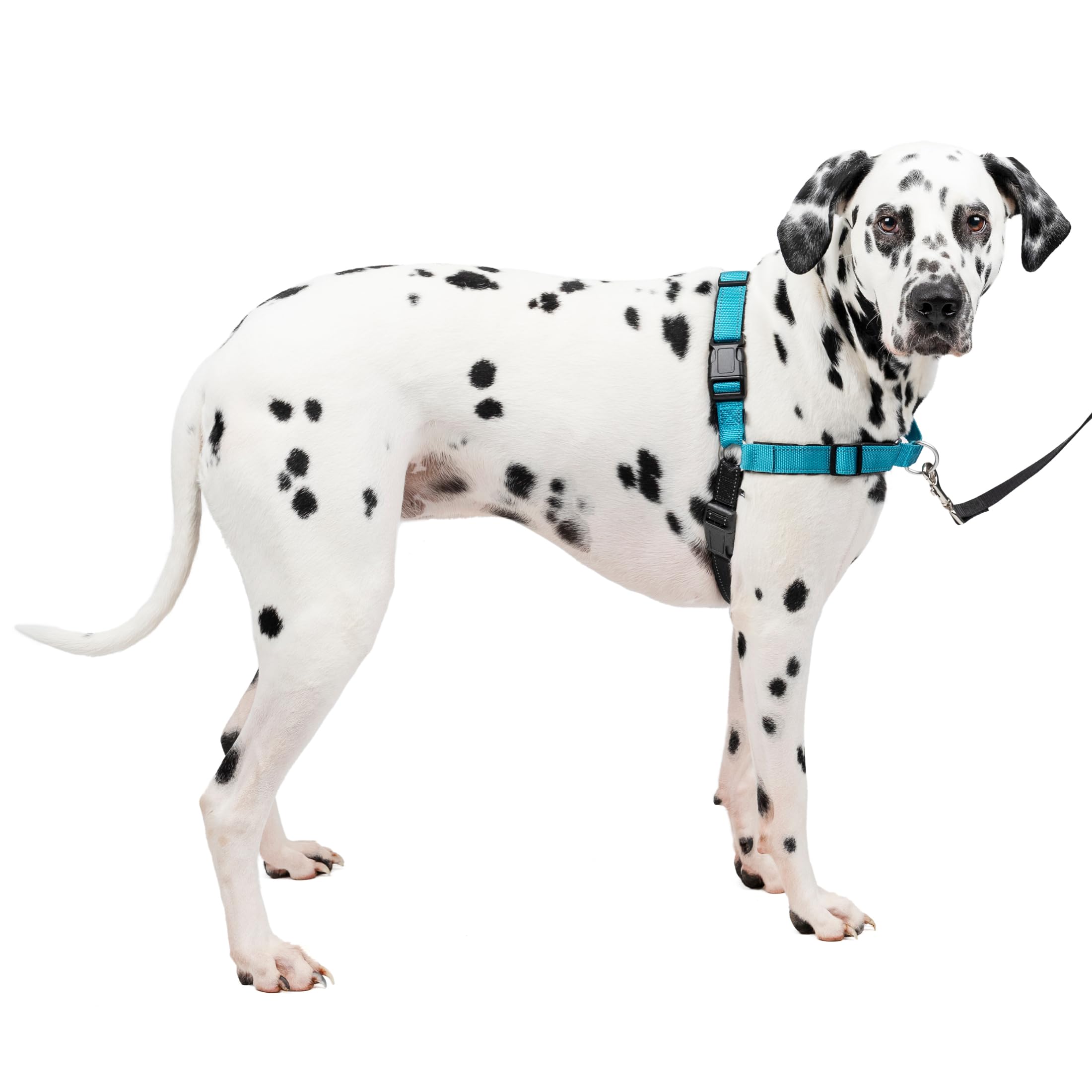 PetSafePettorina Deluxe Easy Walk Grande, Blu Oceano - 0.4 kg