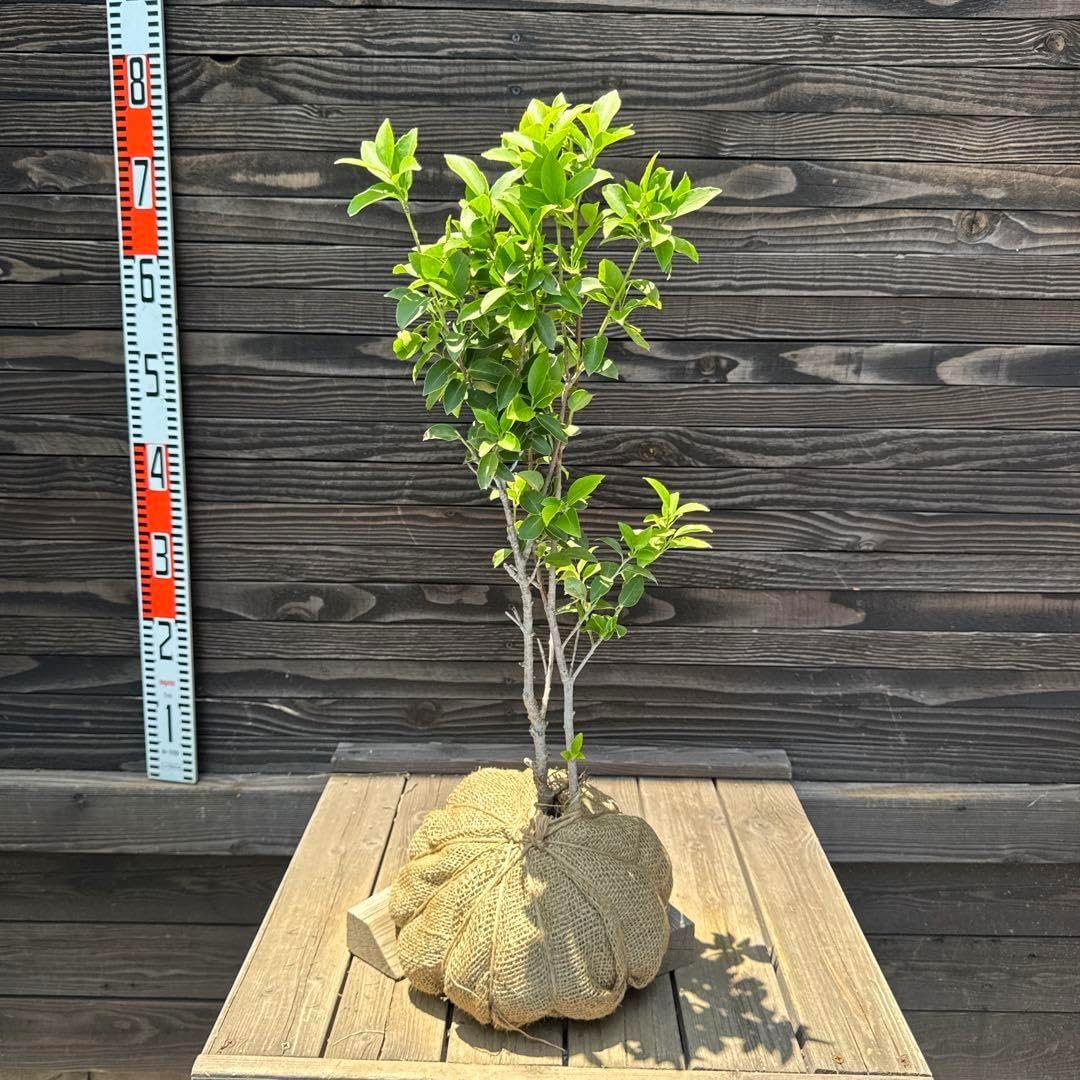 まい Maui Jim Ku'ikahi 647 Sunglasses: GS647-14A, HS647-10, HS647-14