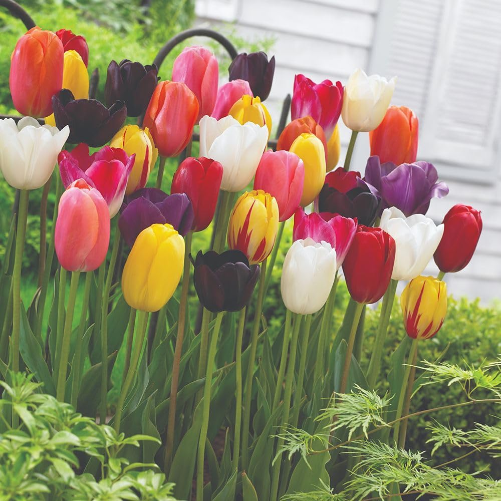 Tulip 'Everlasting Mixed' 16 Hardy Bulbs, Colourful Perennial Spring Flowering Tulips, Ideal for Borders or Cutting by Thompson and Morgan
