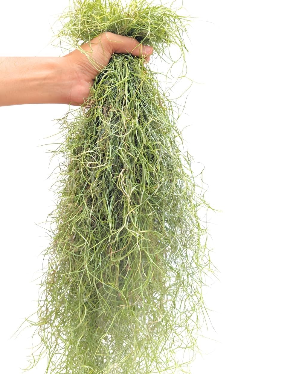 Divine Blossoms Air Plant Spanish Moss Tillandsia Usneoides | FLOWERING SIZE (250 gm) (B0CTMD782L) Amazon Price History, Amazon Price Tracker