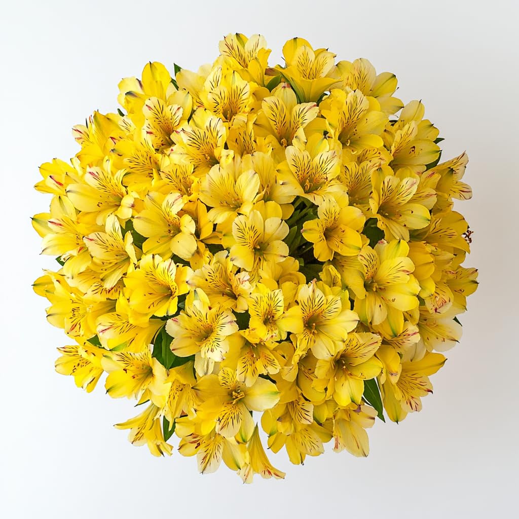 Amazon.com : GlobalRose 60 Yellow Alstroemeria Flowers