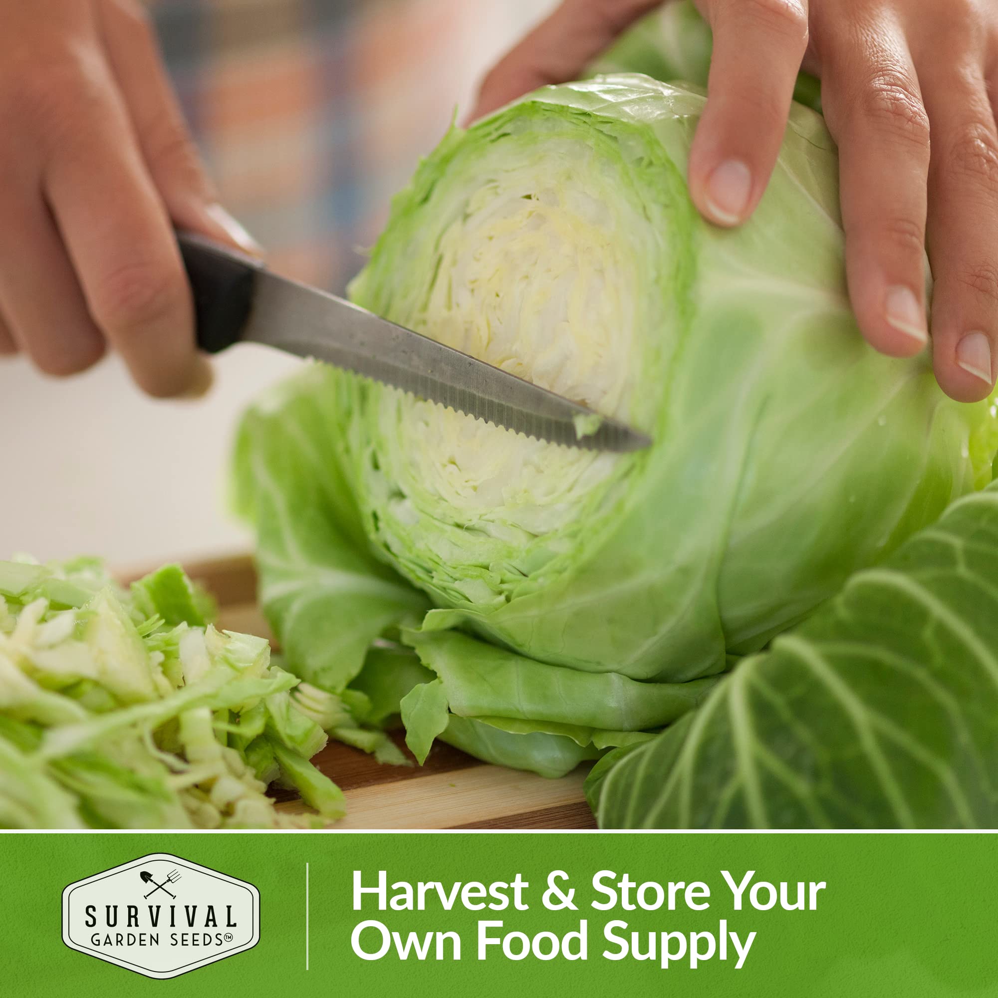 Brunswick Cabbage Seeds NON-GMO - Drumhead Variety For Sauerkraut & Fresh Eating