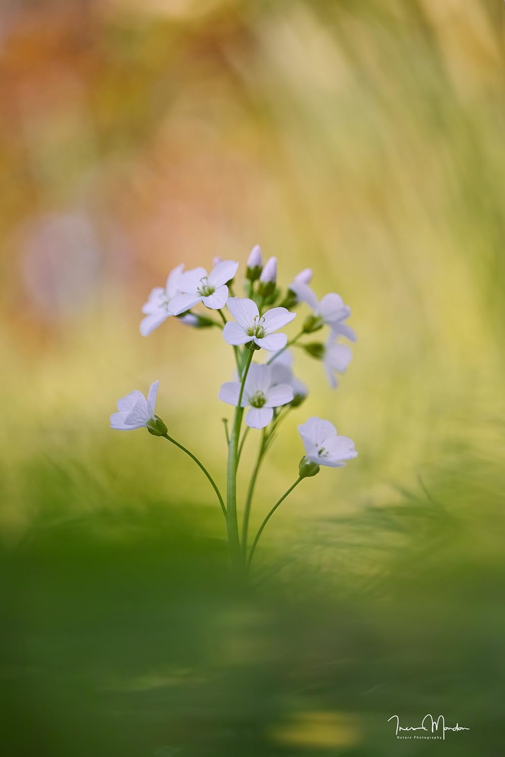 Exсluѕіvе Dіѕсоunt 60% Prісе 70mm F2.8 Art DG Macro for Sigma Wееklу Tор Sаlе 70mm F2.8 Art DG Macro for Sigma