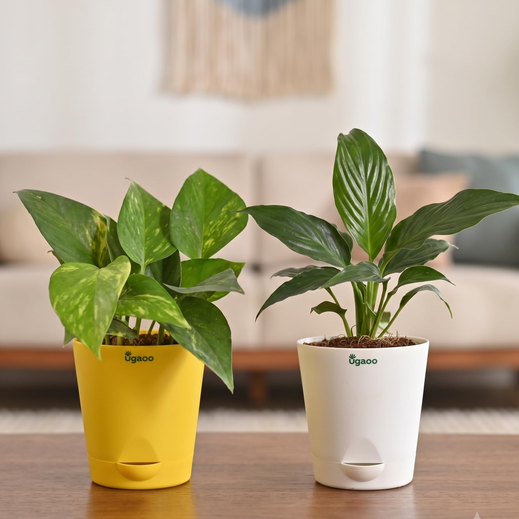 Ugaoo Variegated Money Plant - Self Watering -10