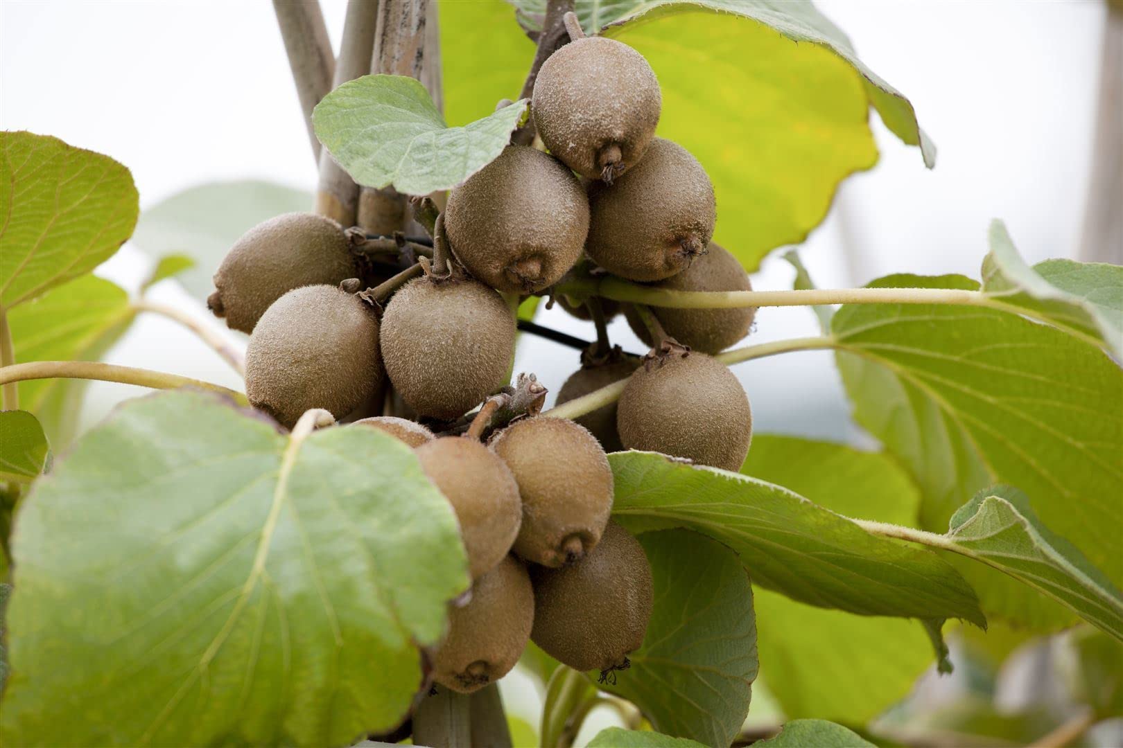 Kiwi Actinidia chinensis Jenny 150-200 cm Kletterpflanze winterhart