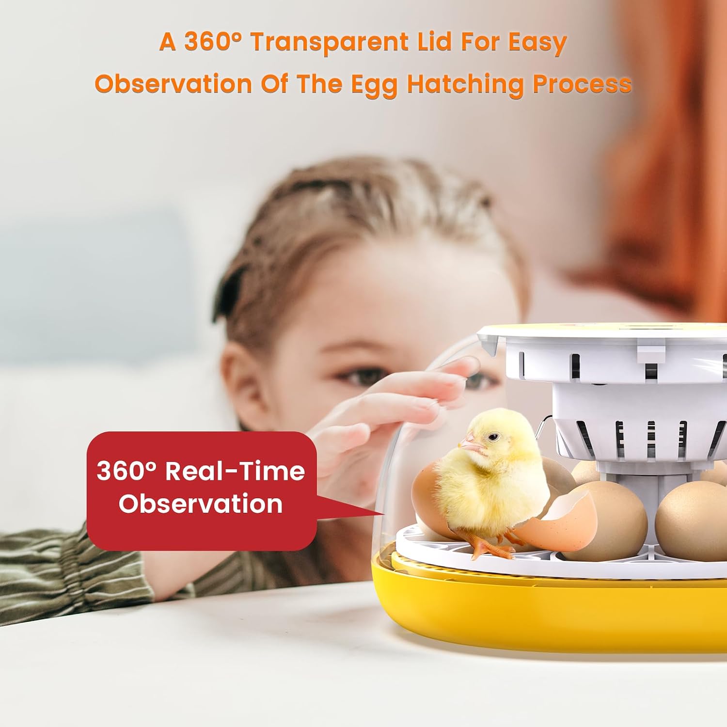 Child observing chicks hatching inside the transparent incubator