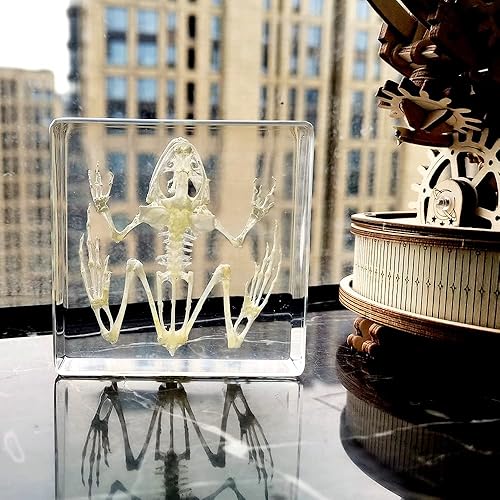 Miniatura 39 de Especímenes de esqueleto de tortuga real en manualidades de pisapapeles de resina, colección de taxidermia de animales para educación científica