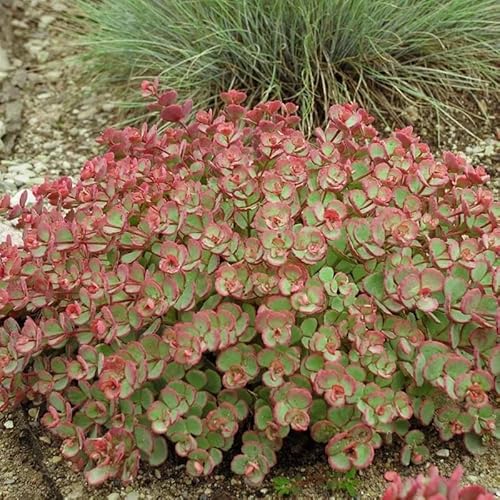 Votaniki Sedum Sieboldii (October Daphne Stonecrop) #1 Size Root – Hardy Perennial Succulent with Early Fall Blooms | Drought-Tolerant Stonecrop for Containers & Gardens, Easy to Grow (1 Pack)