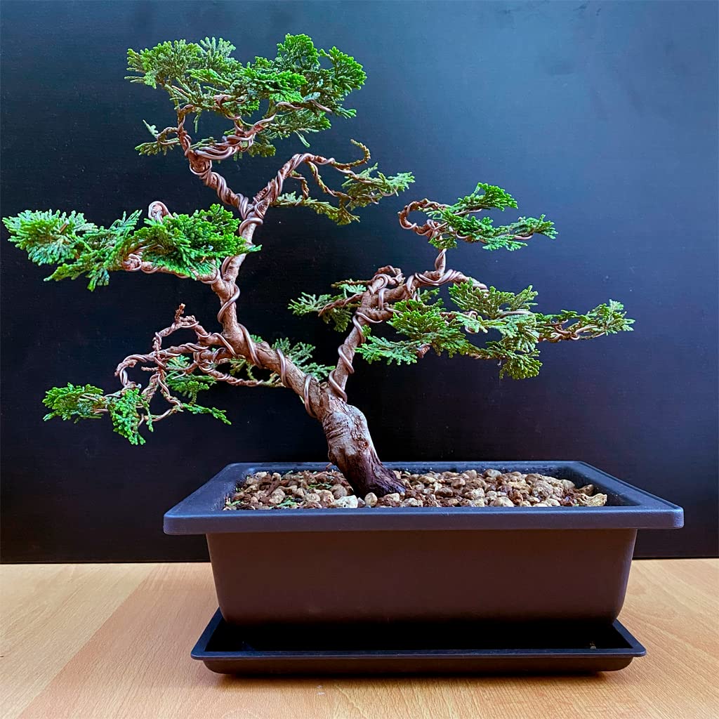 12 Stück Bonsai Töpfe Mit Untersetzer - 23x17x8cm Kunststoff Pflanzschalen Schwarz