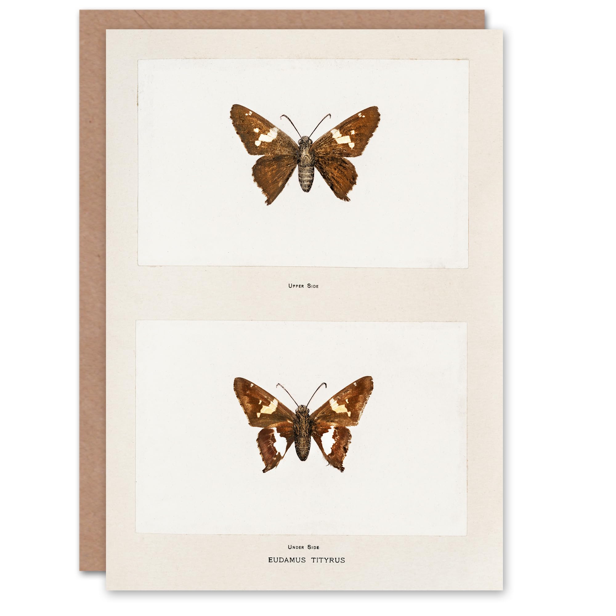 Sherman Denton Art Card Silver Spotted Skipper Butterfly