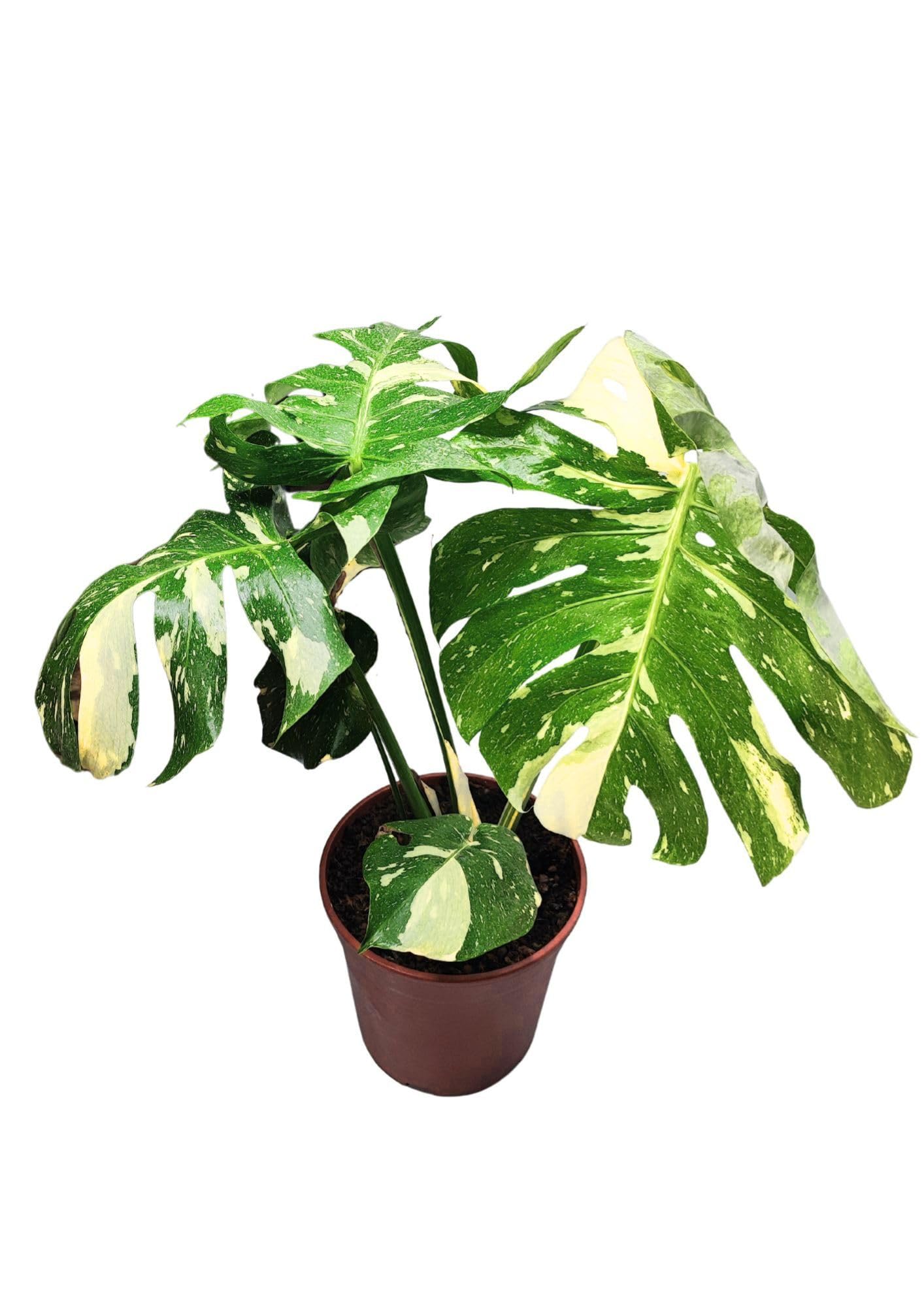 I GIARDINI DI GIULIA - Monstera Thai Constellation | Pianta rara ed esotica | Foglie variegate uniche | Vaso diametro 19 cm | Facile cura e longevità, Verde con parti bianche, Pianta da collezione