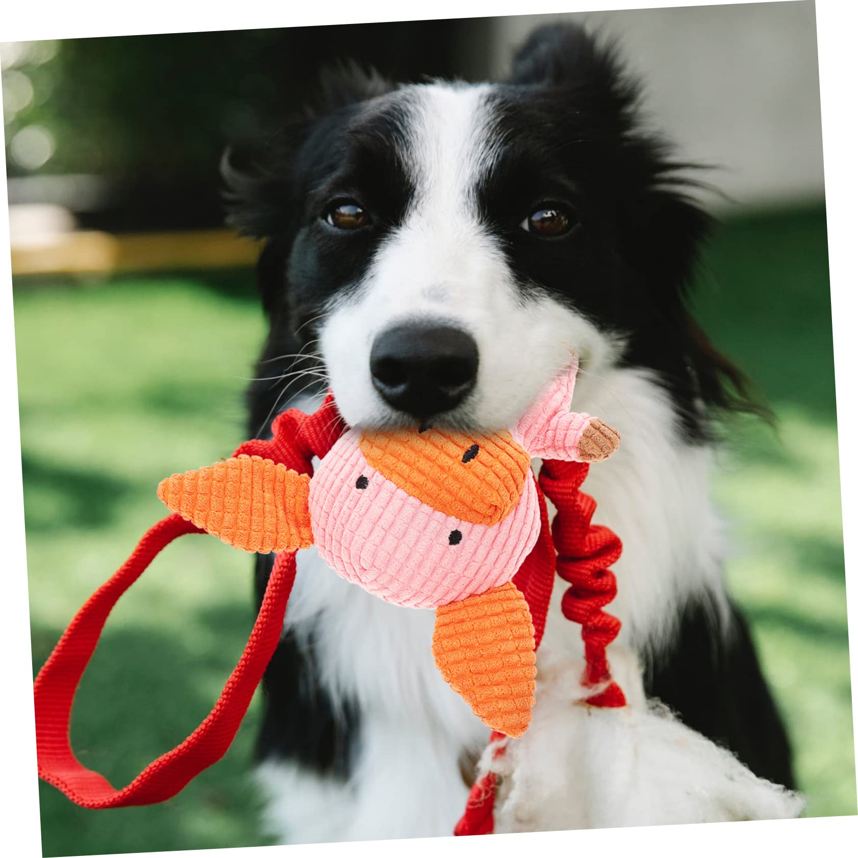 Kisangel 5stücke Hund Quietschspielzeug Aus Plüsch Für Hunde Und Katzen Molarspielzeug Zur Zahnpflege Für Gesunde Kiefermuskulatur Für Kleine Und Mittelgroße Haustiere
