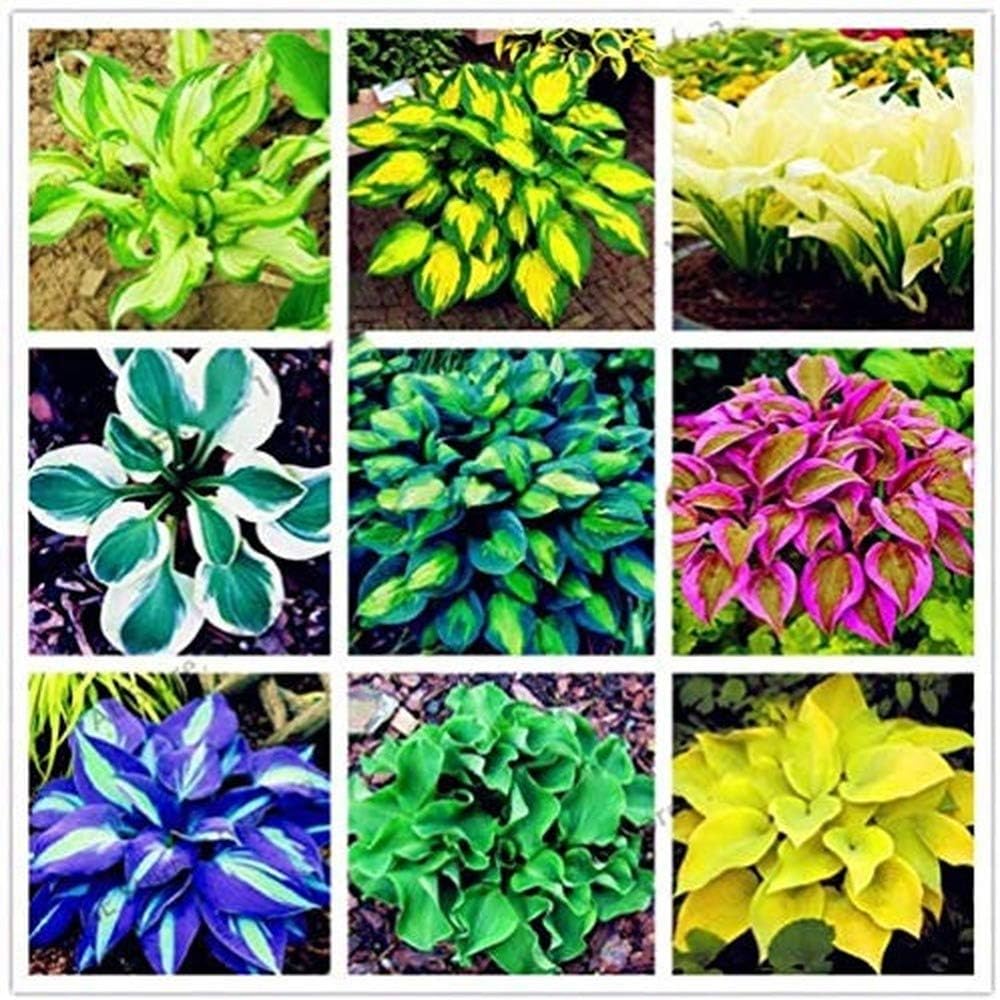 QMXCING 100 Mix Hosta Seeds Perennial Heirloom Strong Cold Tolerance