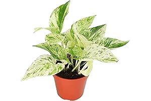 Pothos Snow Queen: Stunning Variegated Houseplant for Indoor and Outdoor Decor