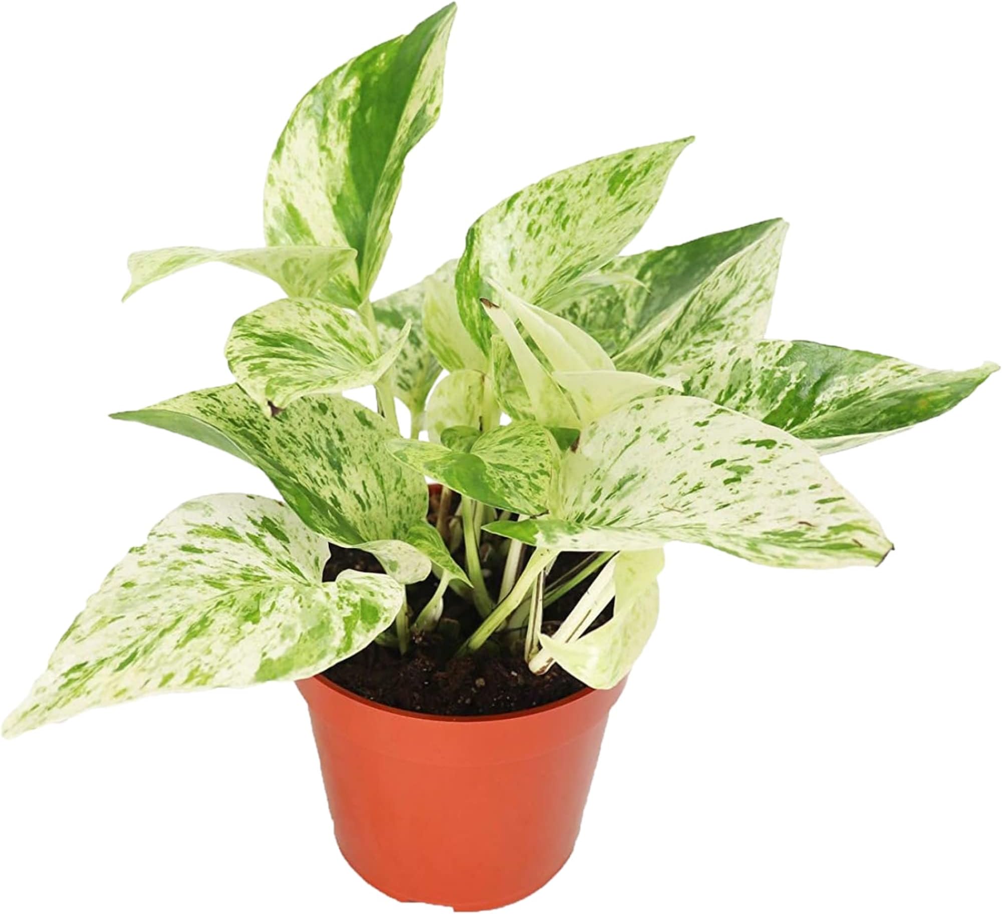 California Tropicals Pothos Snow Queen - 4" Live Plant - Variegated White and Green Leaves - Easy to Care for - Perfect for Indoor and Outdoor Home Decor, Office, and Gift - Pot Included