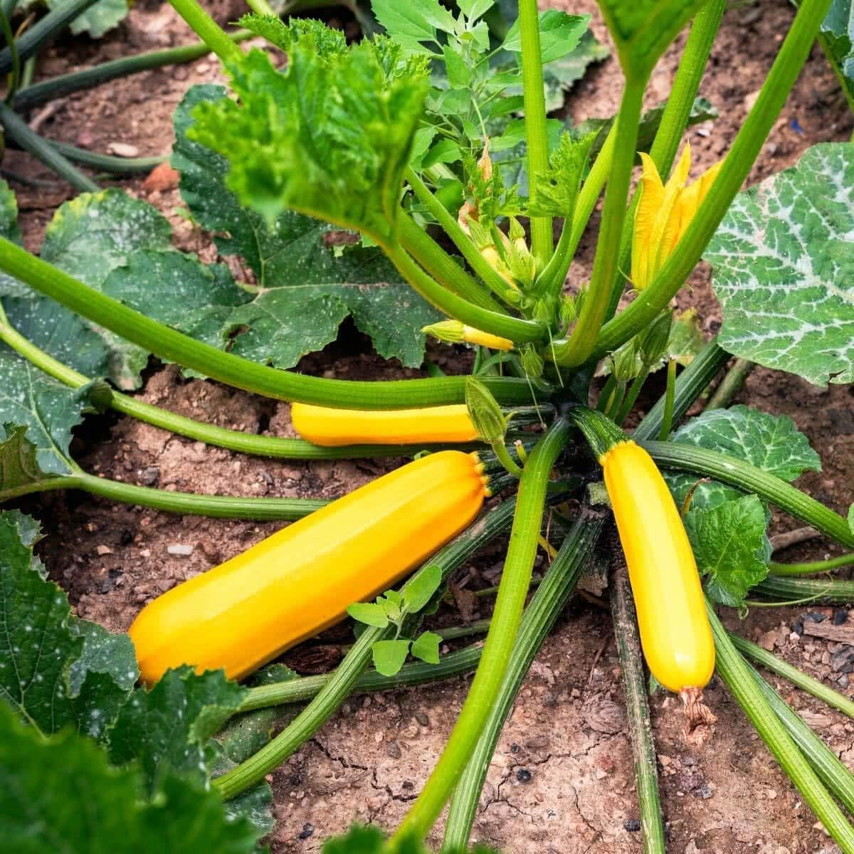 Carbeth Plants Courgette Plant Taxi F1 3 Plants in 9cm Pots (3)
