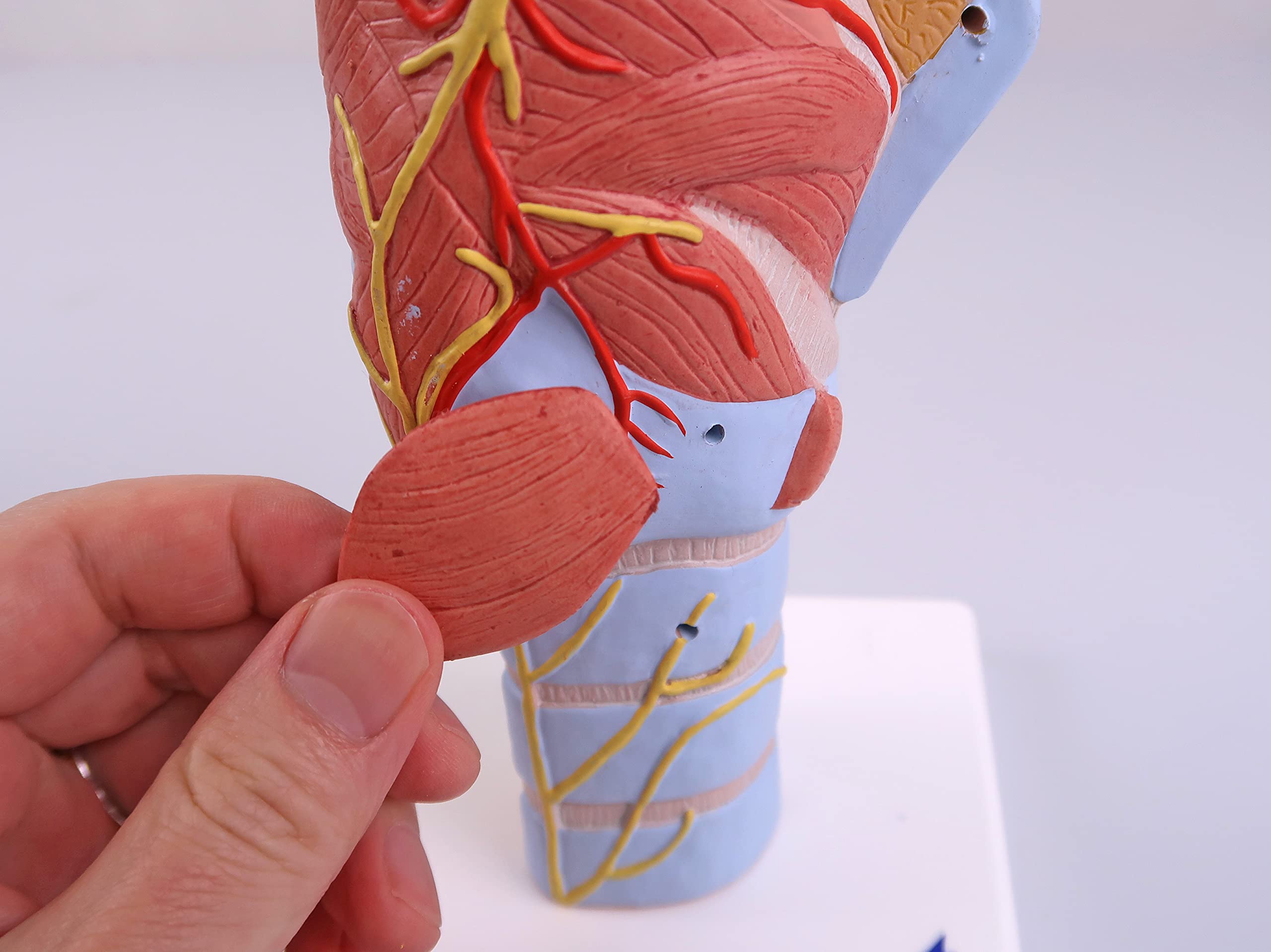3B Scientific G21 laringe, 2 Veces Su Tamaño Natural, 7 Piezas - 3B Smart Anatomy