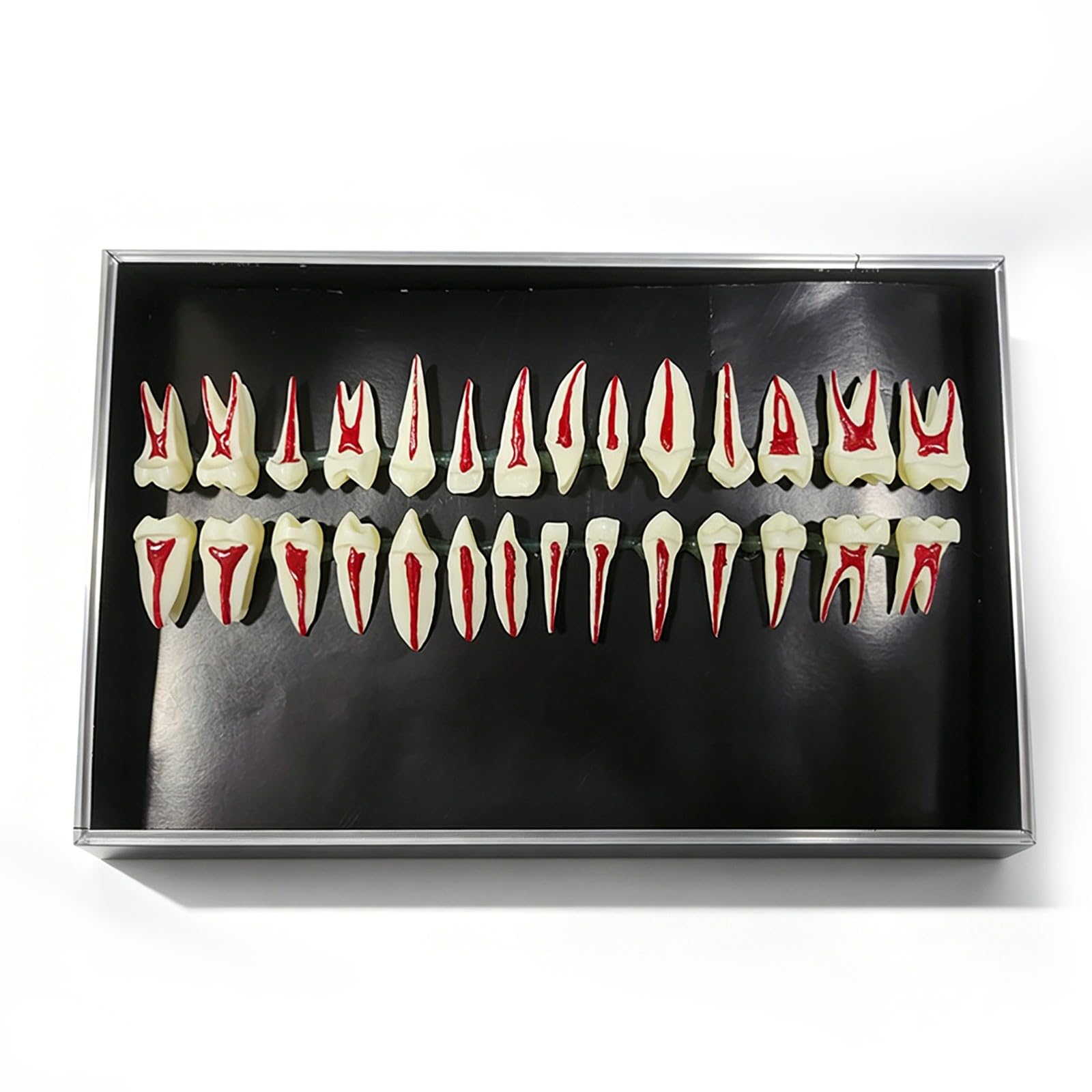 Modello dentale completo della bocca in scala 1:1, composto da 28 pezzi, con ingrandimento 2X. Modello didattico per lo studio dei denti, esposizione permanente di corone, radici e polpa dentale.