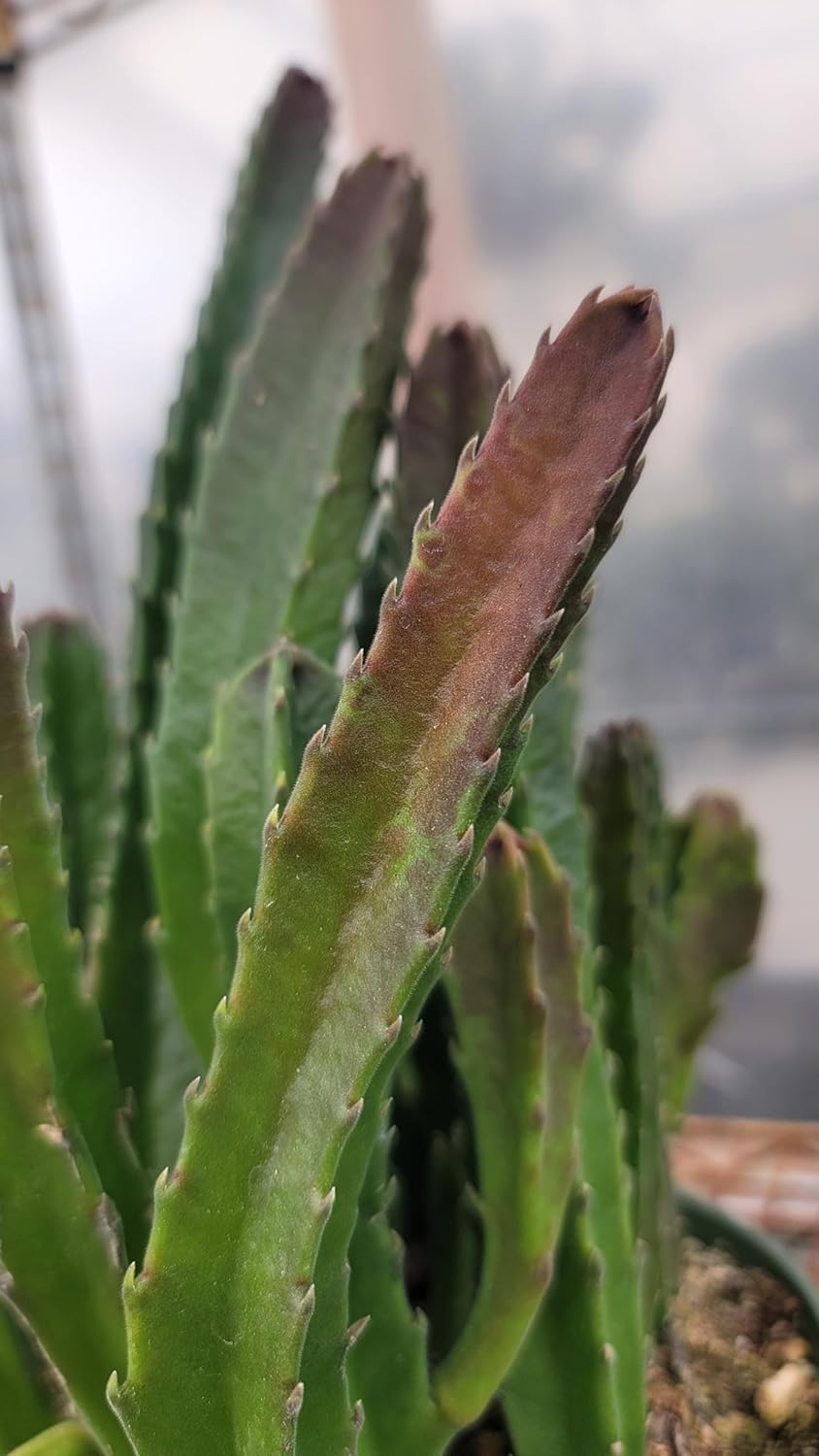 Starfish Cactus with Beautiful Giant Yellow Flowers | Stapelia gigantea | Giant Starfish Plant | Rare Live Plant Huernia | CA Seller (2 Big Plants, in a 4.5" Pot)