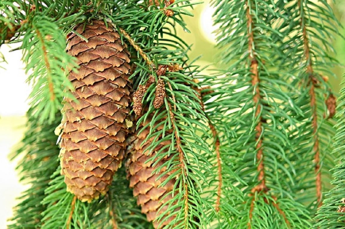 Dufte Momente | Whirlpool Duft Fichtennadel 3.000ml | mit naturreinen und natürlichen ätherischen Ölen | kein Schaum | vegan und ohne Tierversuche