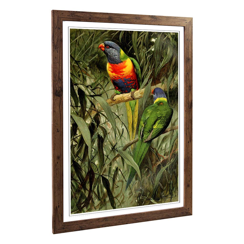 Big Box Art Framed Print of Vintage W Kuhnert Rainbow Lorikeet Design | Wall Art Picture | Home Decor for Kitchen, Living Room, Bedroom, Hallway, Walnut, A2 / 24.5x18 Inch / 62x45cm