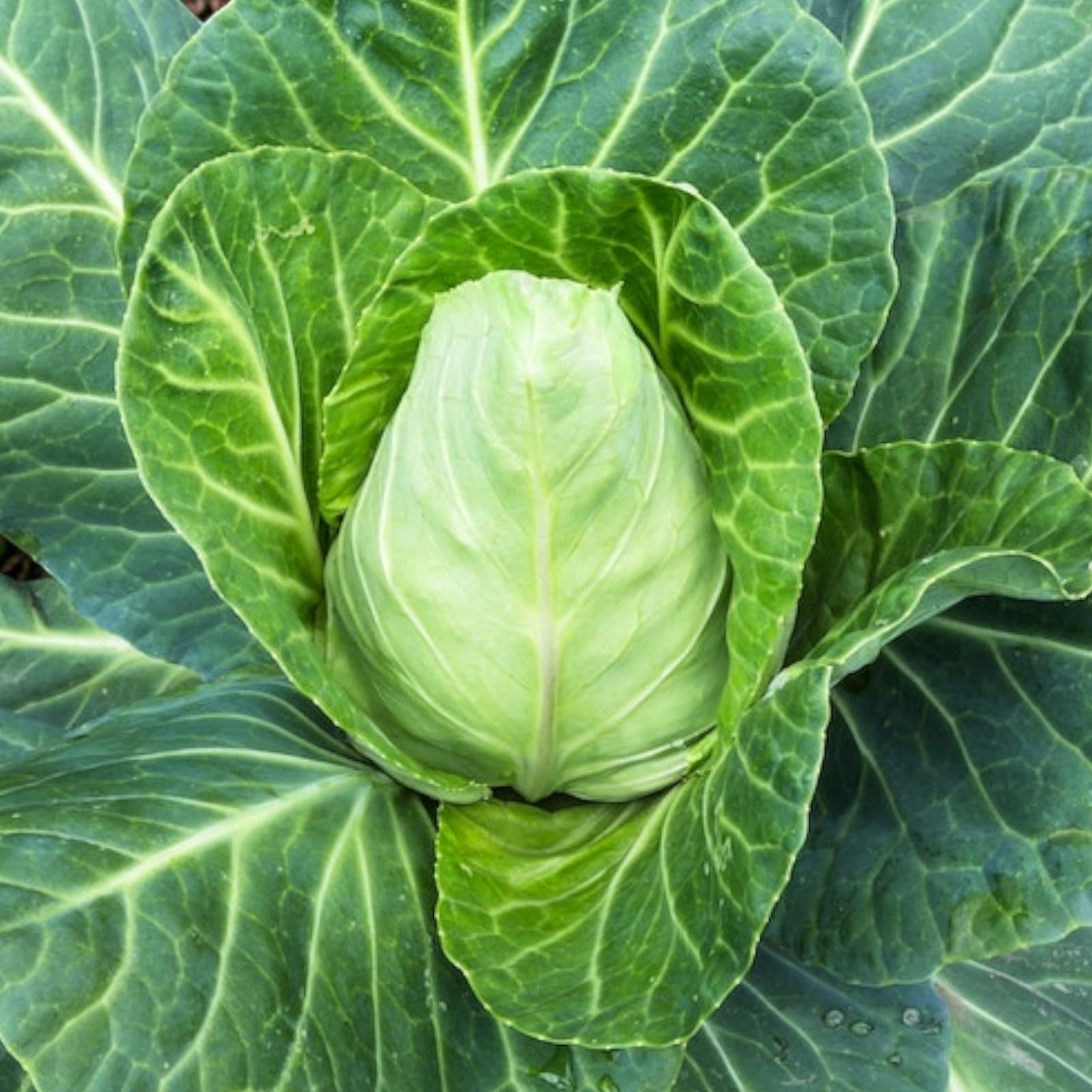 Carbeth Plants Cabbage Vegetable Plant 6 Pack - Garden Ready Easy to Grow Brassica Veg Plants - Ideal for Kitchen Garden, Pots, Containers & Raised Beds (Pointed Greyhound, 3)