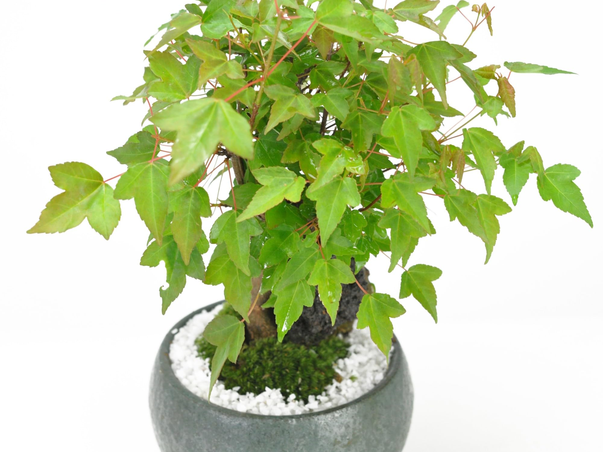 Amazon.co.jp: 盆栽妙 石付き楓 紅葉するミニ盆栽 鉢植え ギフト