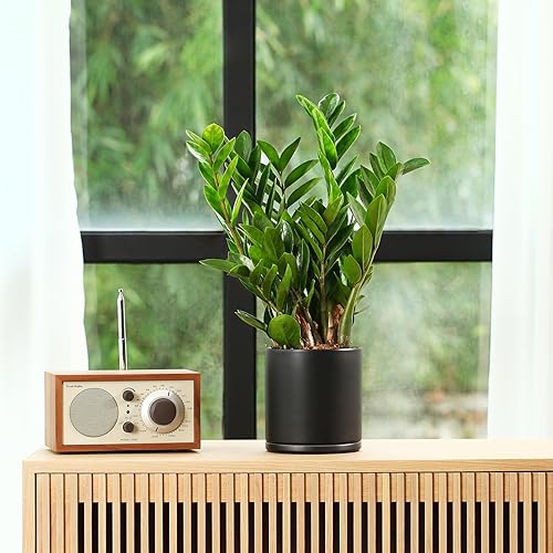 Miniatura 7 de Maceta de cerámica