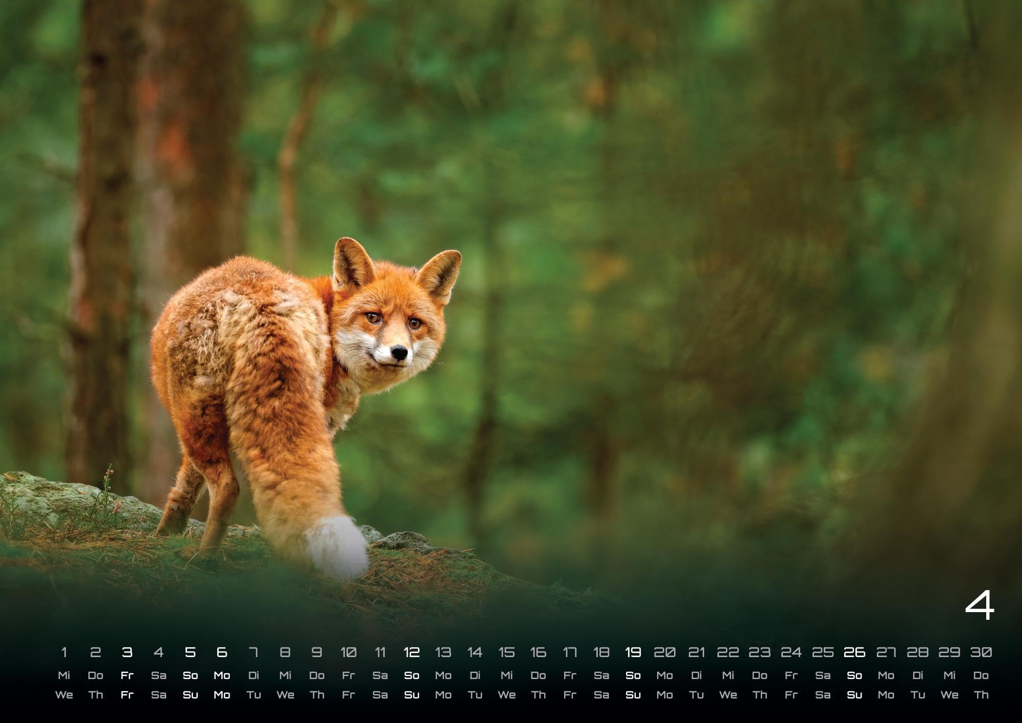 Waldtiere - Heimische Waldbewohner - Der Tierkalender - 2026 - Kalender DIN A2: Der Wandkalender mit den schönsten Waldtier-Motiven für das Jahr 2026 im extragroßen Format DIN A2 (ca. 60 x 42 cm)!