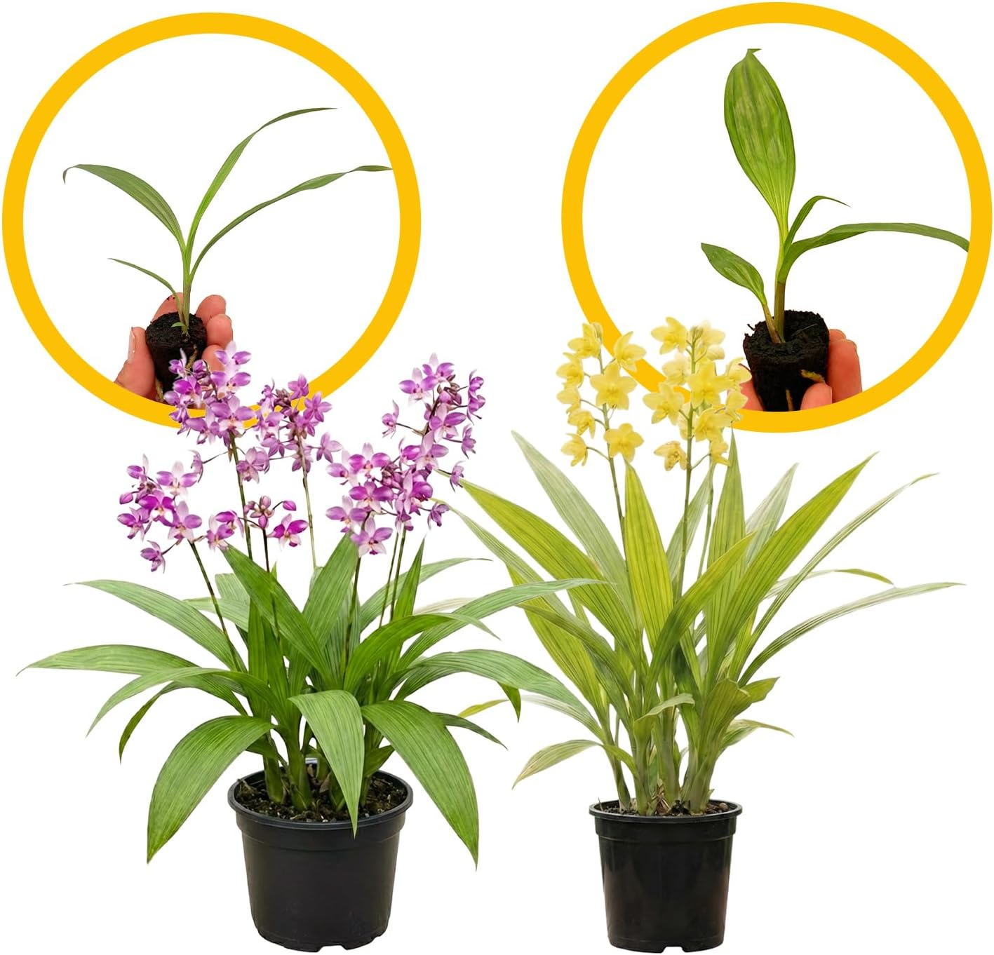 ragnaroc Spathoglottis ‘Mello Yellow’ 2-4" (Ground Orchid) & Spathoglottis ‘Harmony’ 2-4" (Ground Orchid) 4ct – Live Plant for Indoor Outdoor Use, Garden & Landscaping – Live Arrival Guaranteed