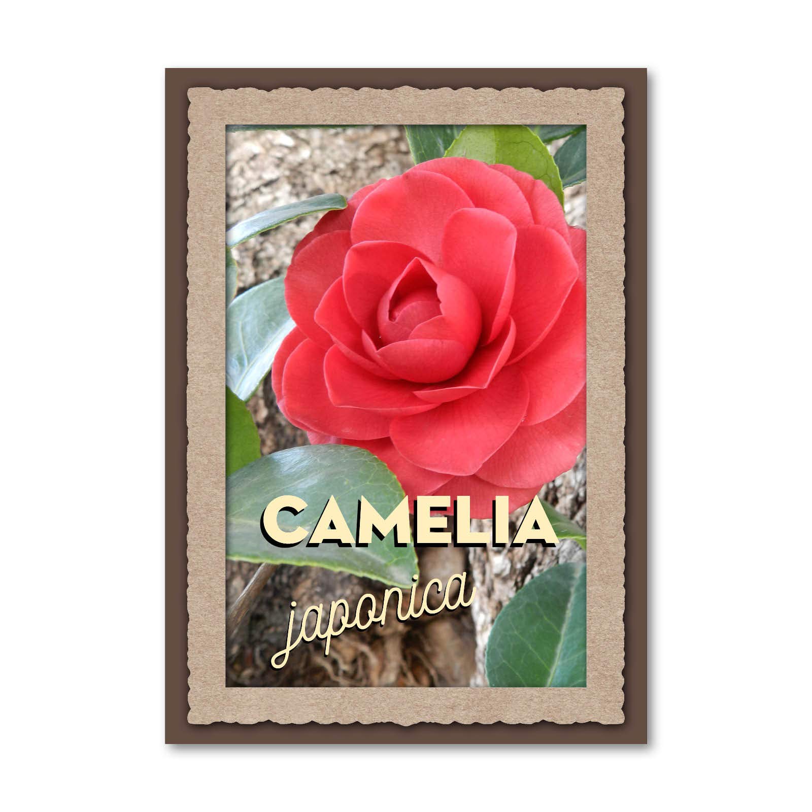Vannucci Piante, Camelia, Pianta da terrazzo, Cespuglio (rosso)