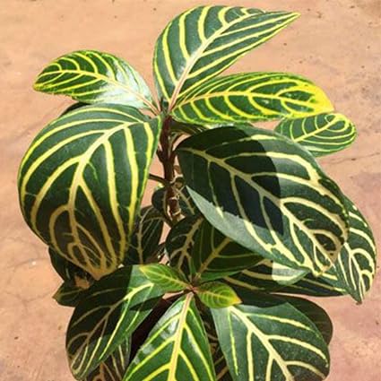 Guruji Plantation Sanchezia Nobilis Tiger Live Plant with Pot (Pack of 1)