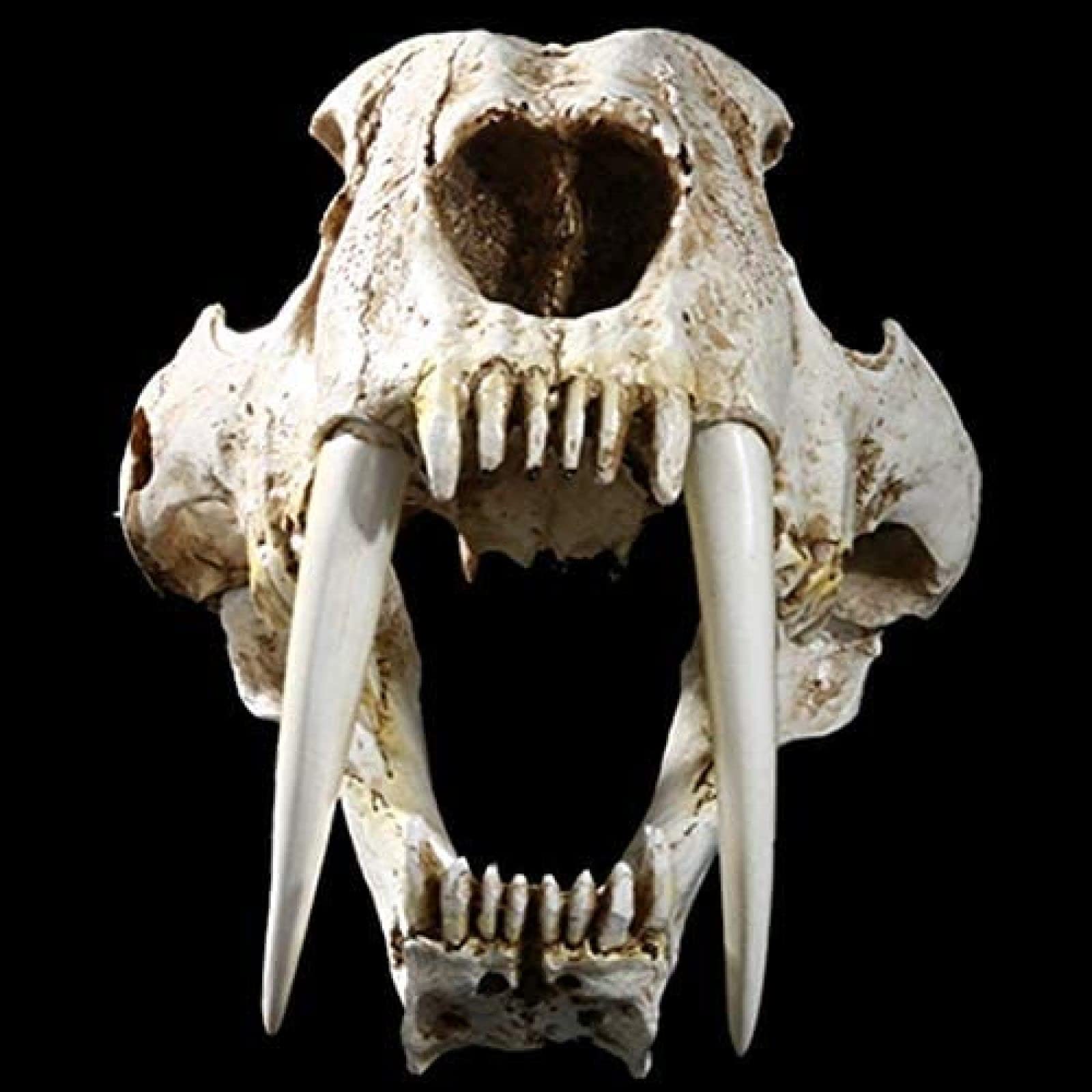 Amazon.co.jp: 1:1 サイズ古代動物剣歯猫虎の頭蓋骨剣歯スミロドン 