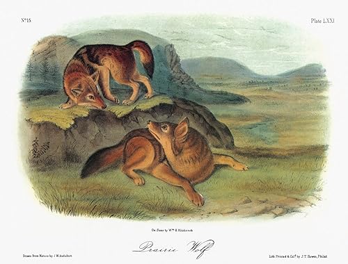 Audubon Coyote Ncoyote o lobo de la pradera (Canis Latrans) Litografía C1851 Después de una pintura de John Woodhouse Audubon para John James
