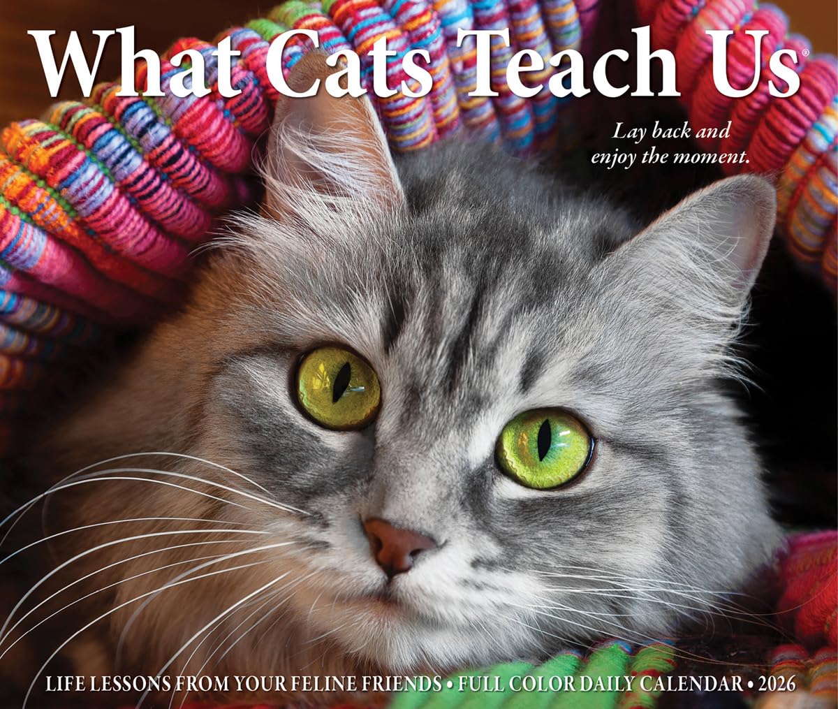 What Cats Teach Us 2026 Box Calendar