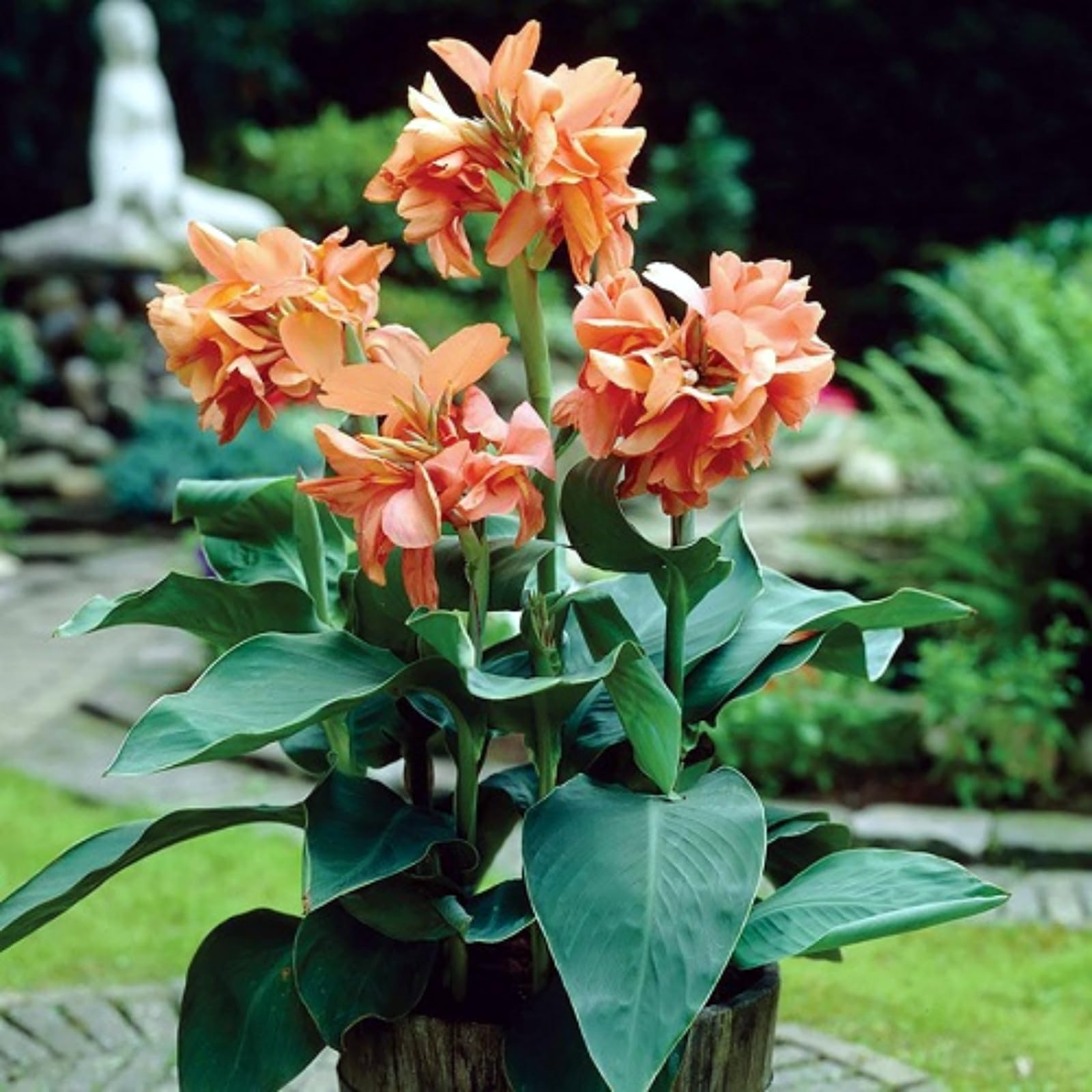 Rare Canna Lily for Planting UK, Hardy Perennial, Excellent Display, Mix Greening Flower, Natural Organic, Wedding, Balcony Garden-4 Bulbs-J