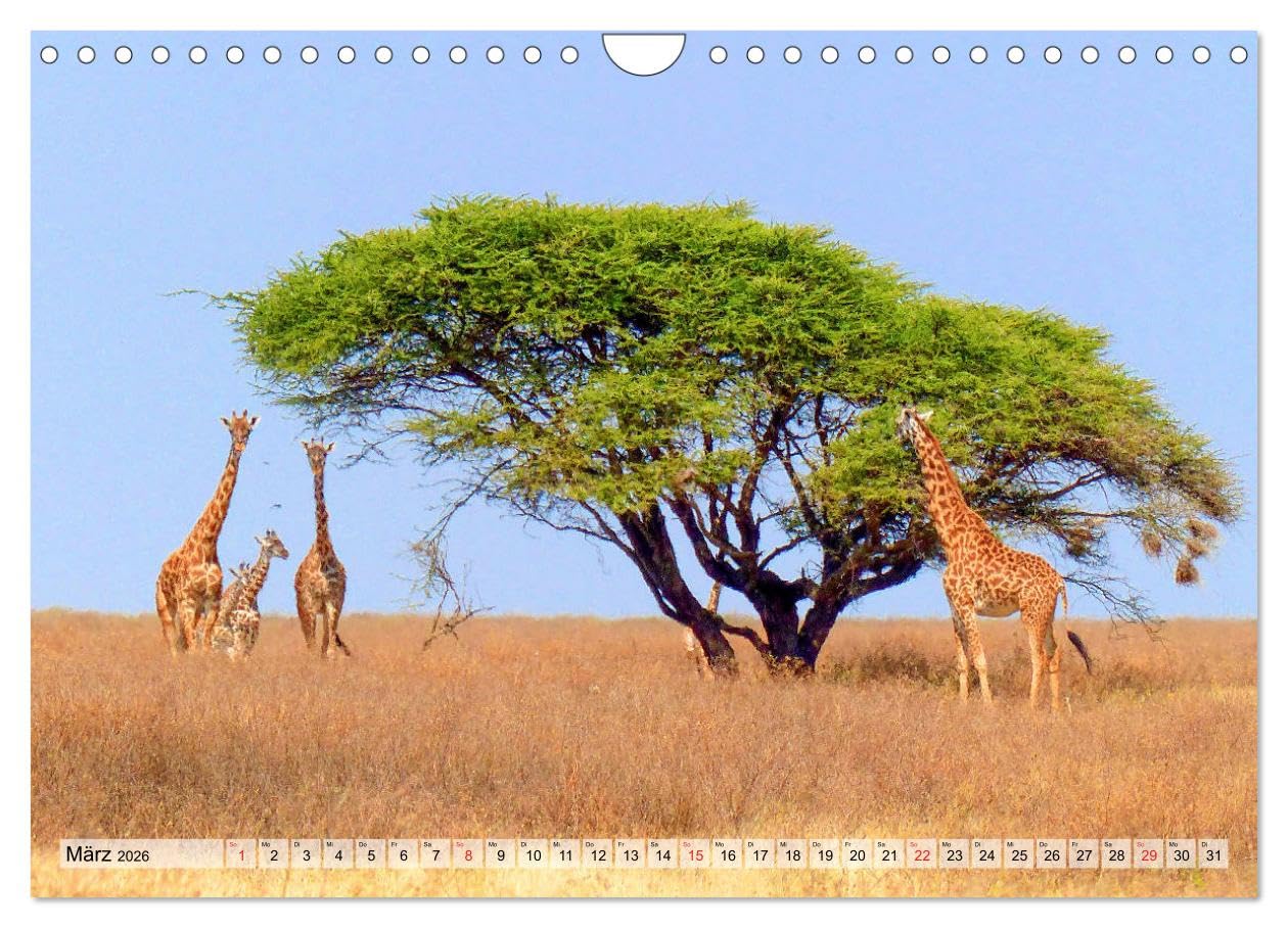 Tansania. Impressionen aus Ostafrika (Wandkalender 2026 DIN A4 quer), CALVENDO Monatskalender: Dieser Kalender nimmt Sie mit in das ostafrikanische ... Länder Afrikas. (CALVENDO Natur)