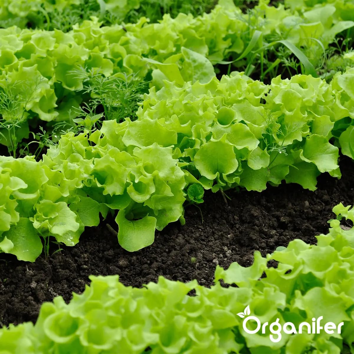 Mezcla Activadora Y Mejoradora De Suelos - Aditivo Natural Para Jardinería Con Microorganismos Eficaces (Em) - Aumenta La Fertilidad Del Suelo Y La Salud De Las Plantas - Organifer (50 L)