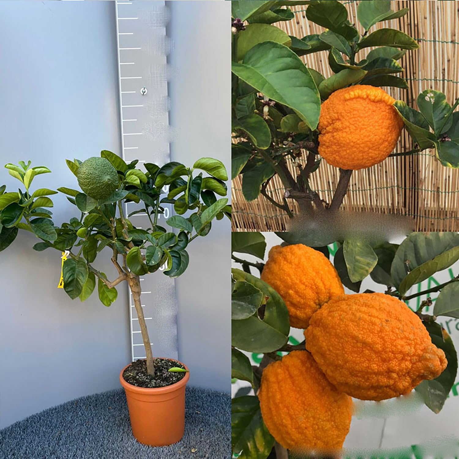 SAVINI VIVAI Pianta di Cedro Albero di Agrumi Cedro della Cina in Vaso da 20 cm Altezza 70 cm 2-3 Anni di innesto Made Italy
